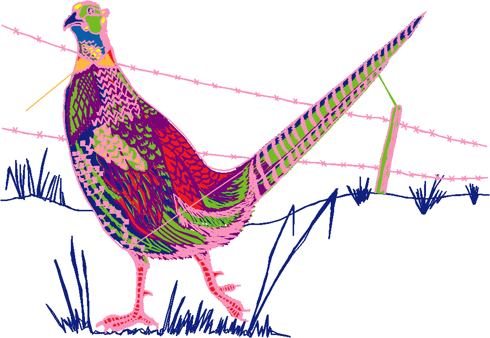 Birds 1 (37)