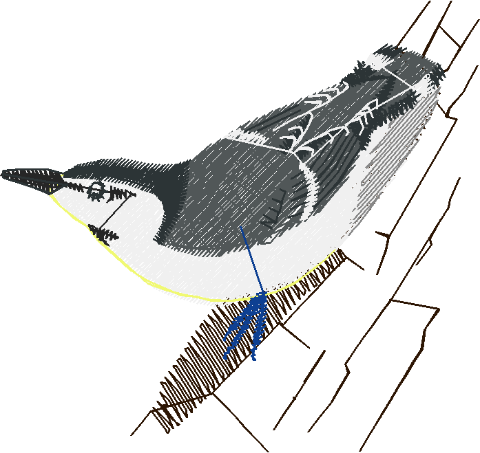 Birds 19 (35)