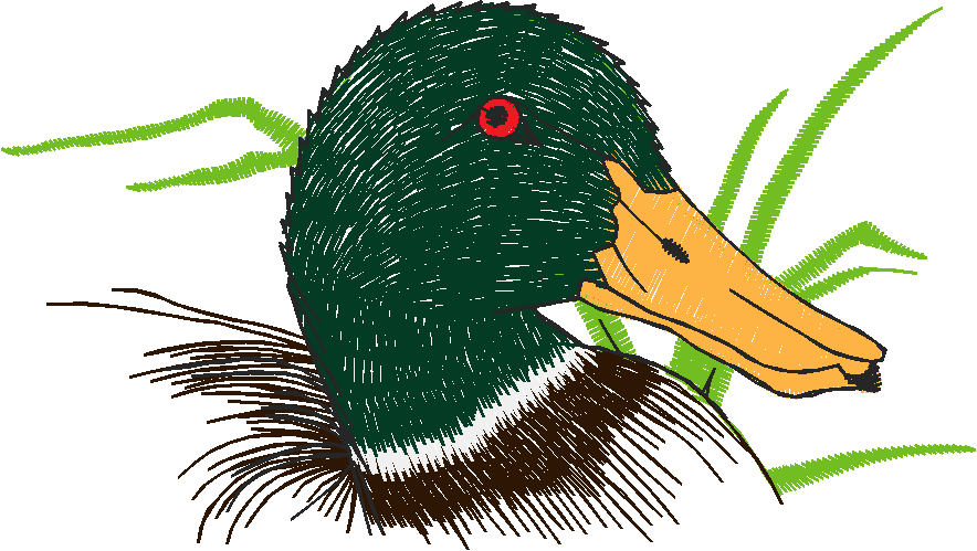 Birds 20 (47)