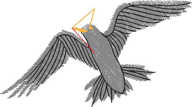 Birds 20 (70)