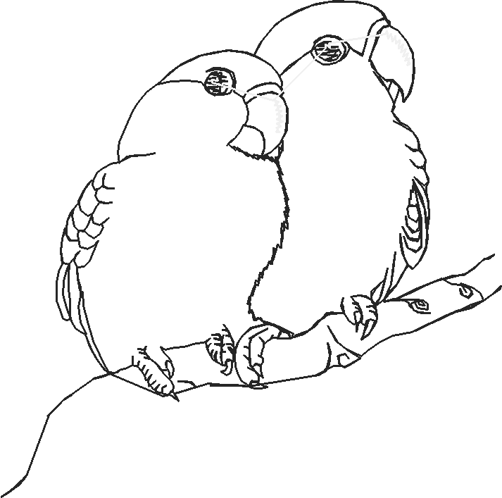 Birds 21 (65)