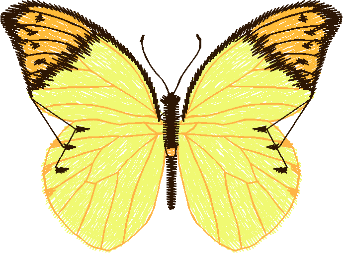 Papillon Nø47007