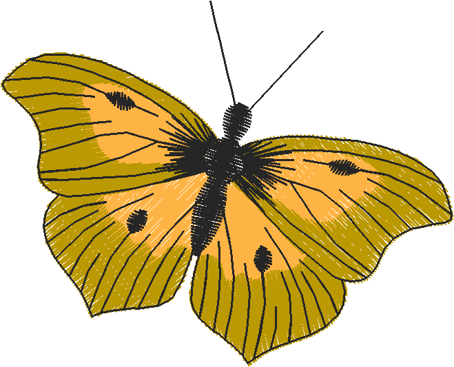 Butterflies 18 (132)