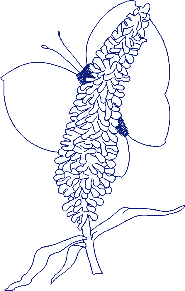 Butterflies 2  (17)