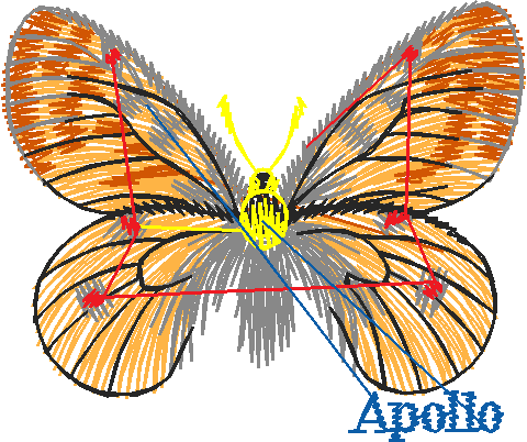 Butterflies 22 (18)