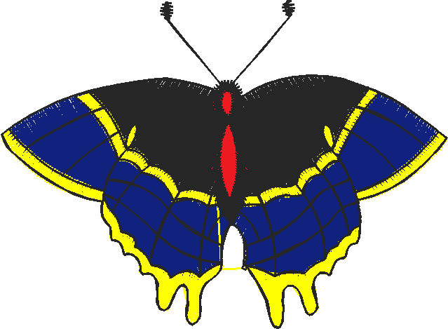 Butterflies 23 (13)