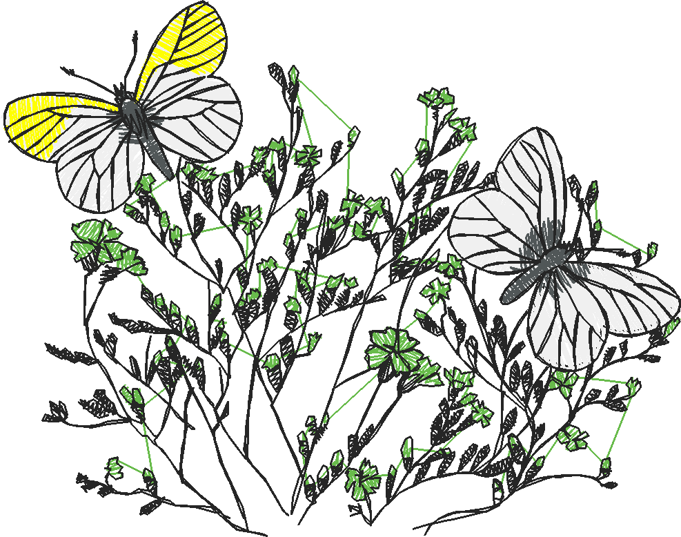 Butterflies 24 (12)