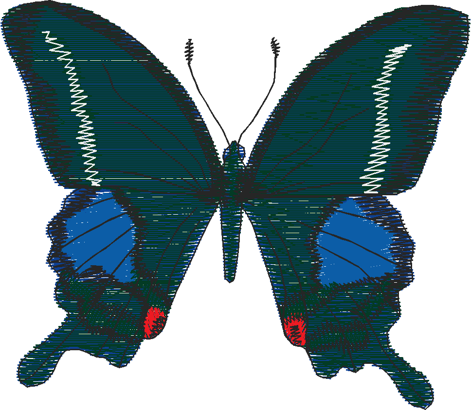 Butterflies 27 (33)