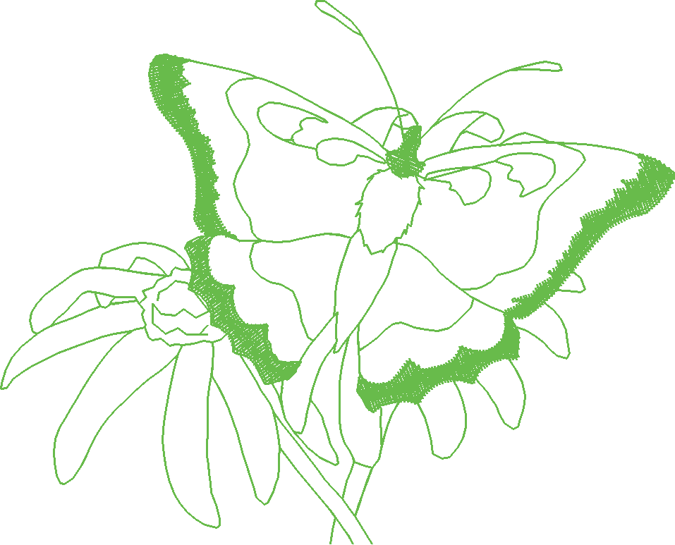 Butterflies 28 (50)