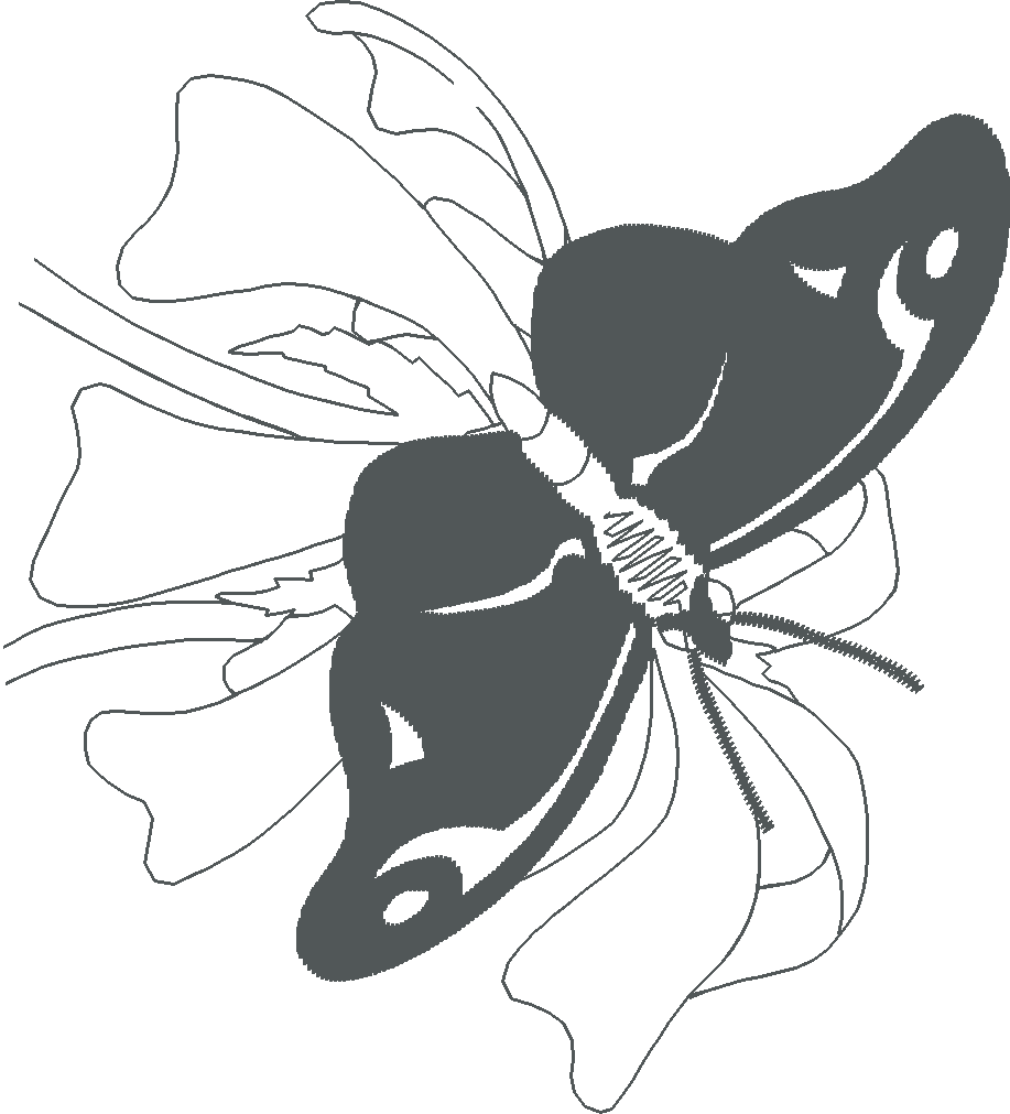 Butterflies 29 (5)