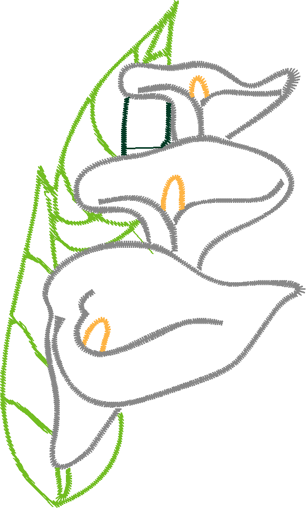 Cala Lillies 2  (3)