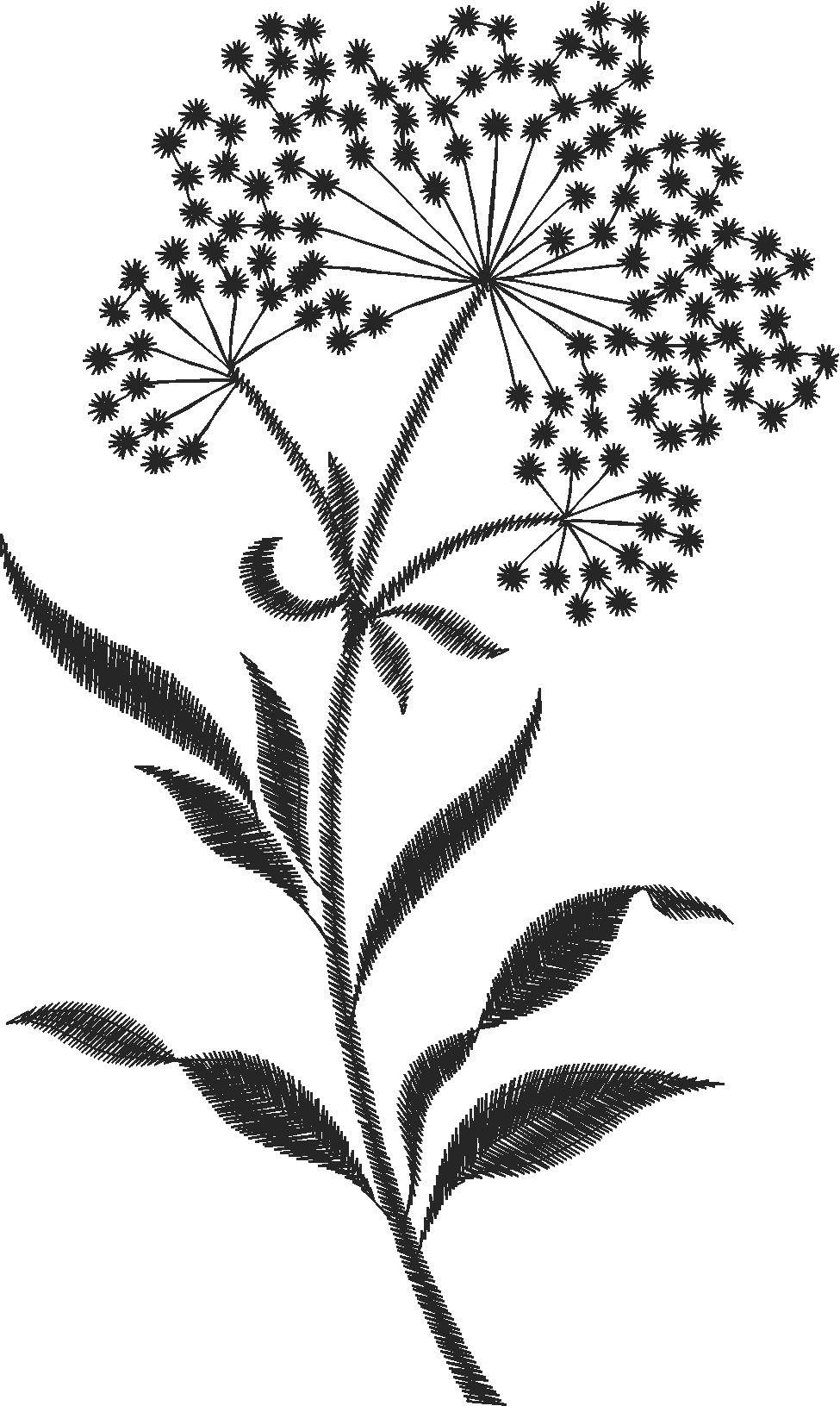 Qhl05037