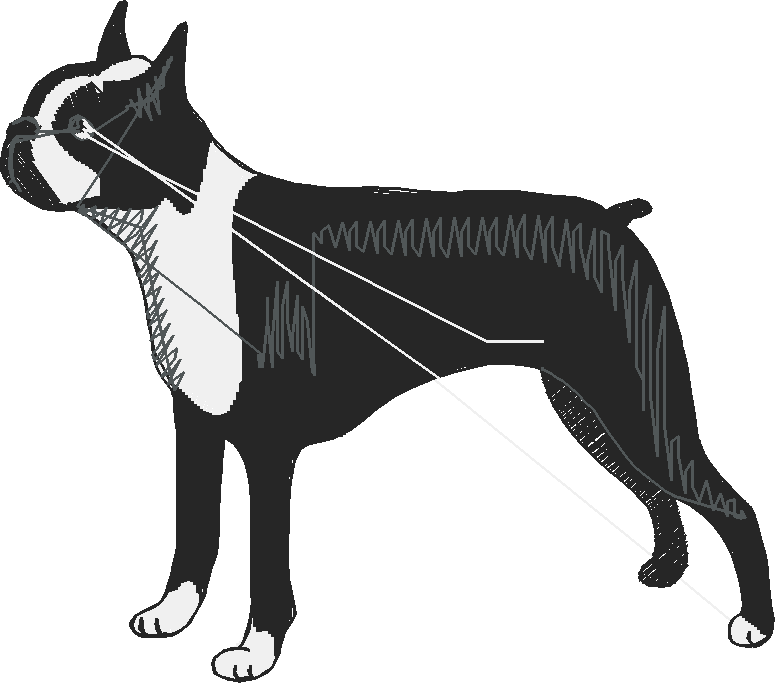 Dogs 1  (23)
