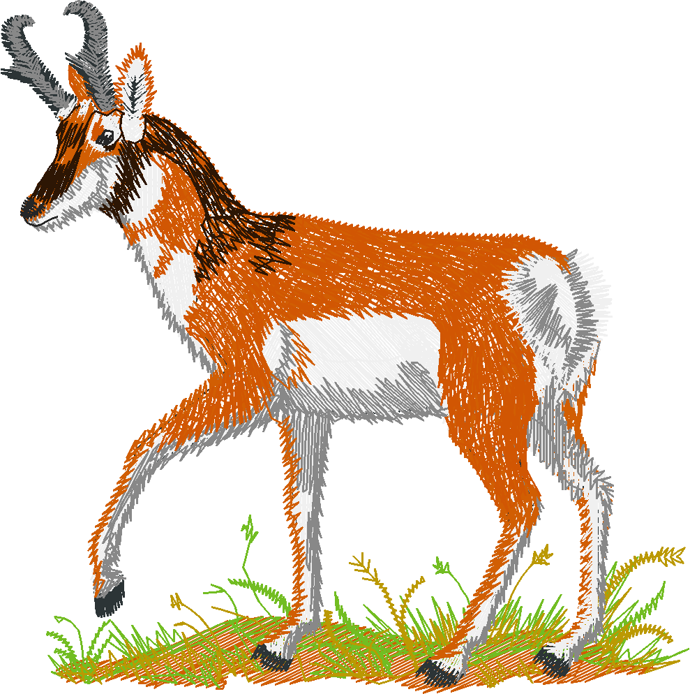 Pronghorn