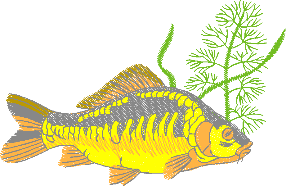 Fishing 1  (36)
