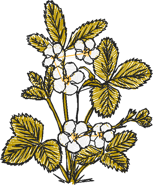 Floral 8  (8)