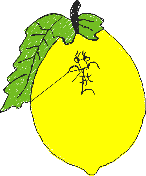 Fruit 10  (11)