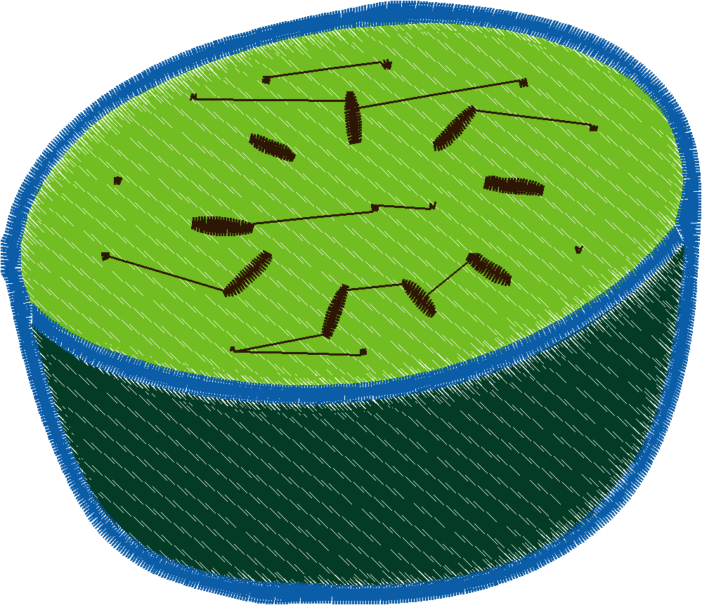 Fruit 9  (8)