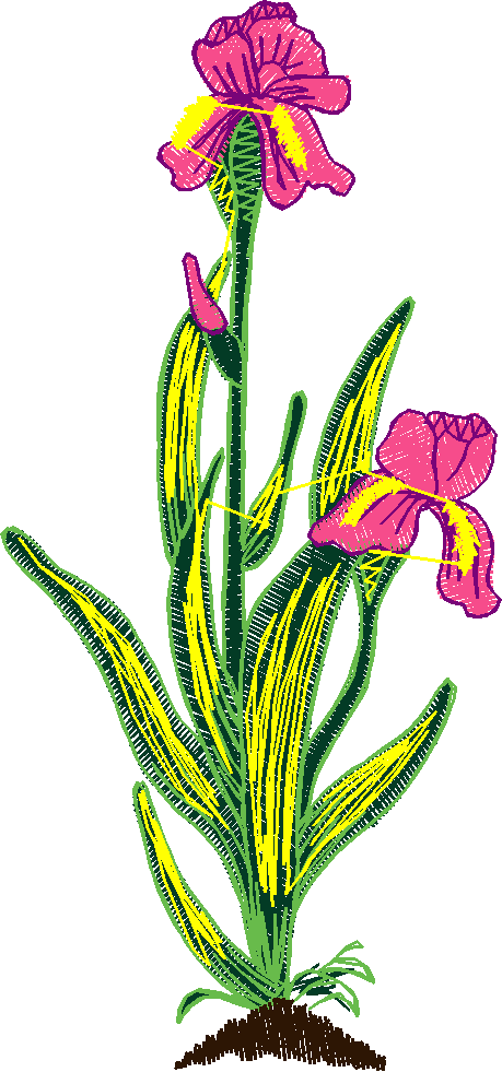 Garden 16  (14)