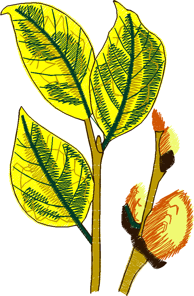 Leaves 2 (8)