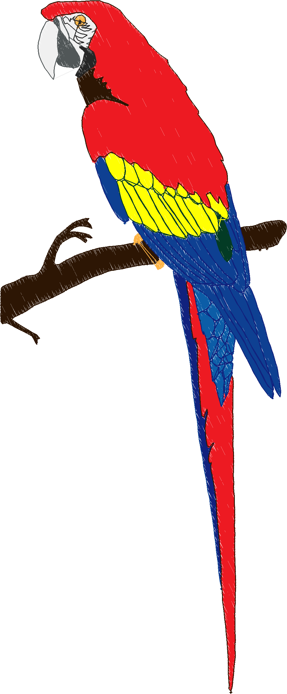 Parrots 1  (2)