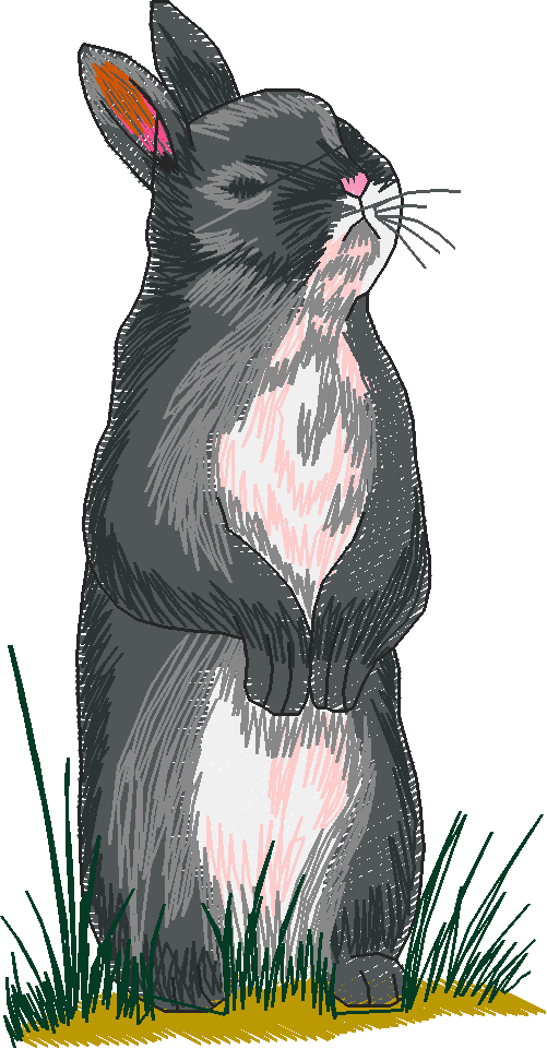 Rabbits 3  (12)